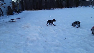 Puppies Outside January 20, 2018